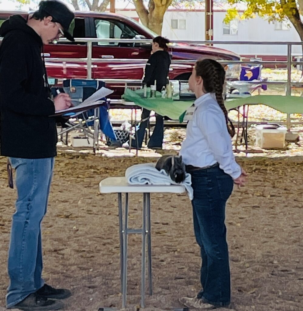 Girl presenting rabbit to judge.