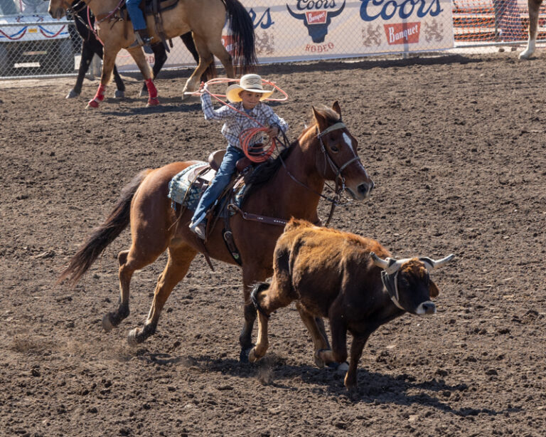 Boy on a horse roping a calf.