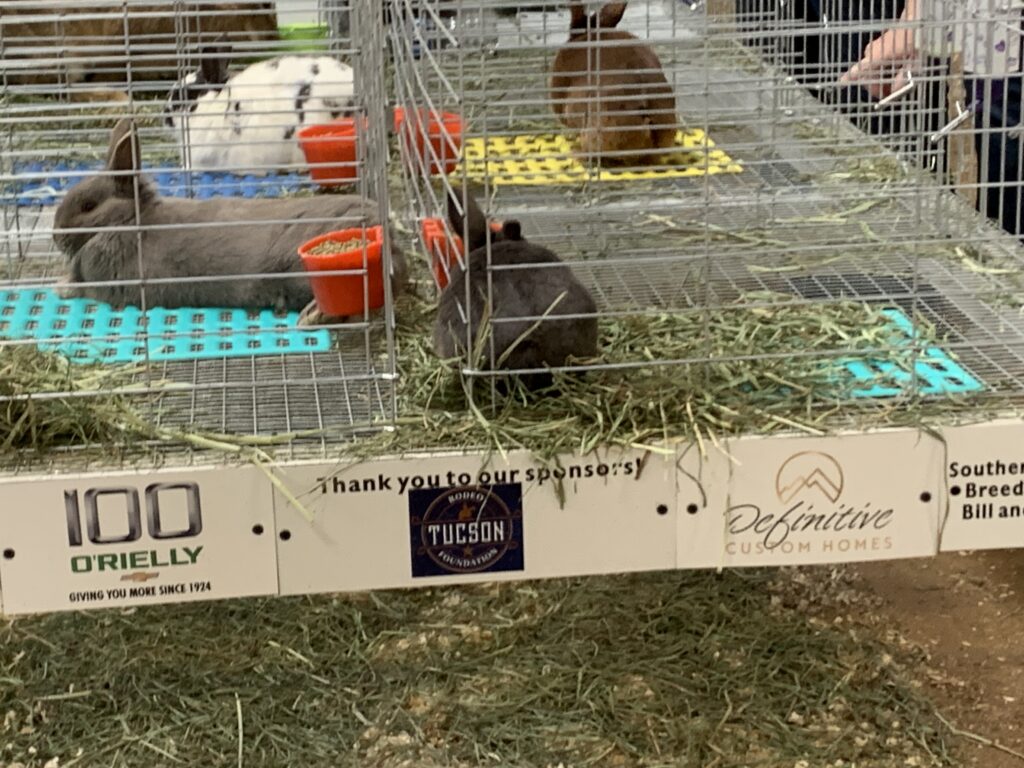 Pima County Fair Rabbit Barn 2024