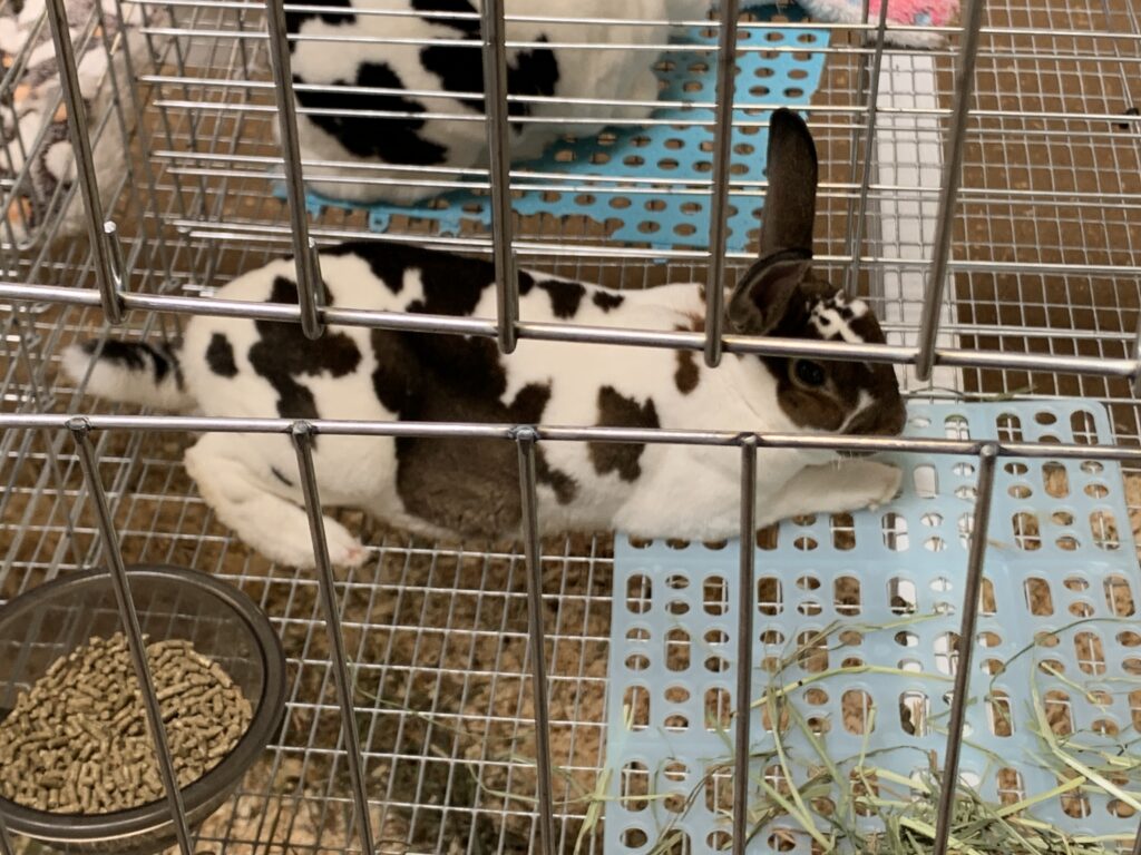 Pima County Fair Rabbit Barn 2024