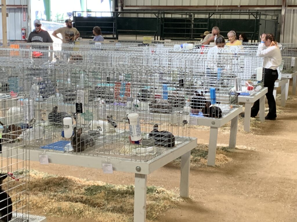 Pima County Fair Rabbit Barn 2024