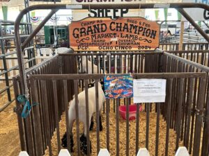 Grand Champion animal Pima County Fair 2024